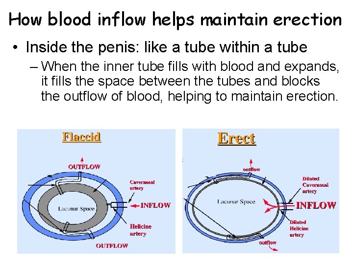 How blood inflow helps maintain erection • Inside the penis: like a tube within