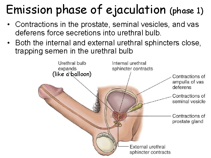 Emission phase of ejaculation (phase 1) • Contractions in the prostate, seminal vesicles, and