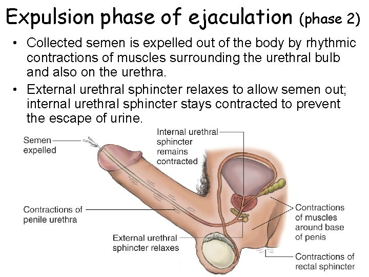 Expulsion phase of ejaculation (phase 2) • Collected semen is expelled out of the