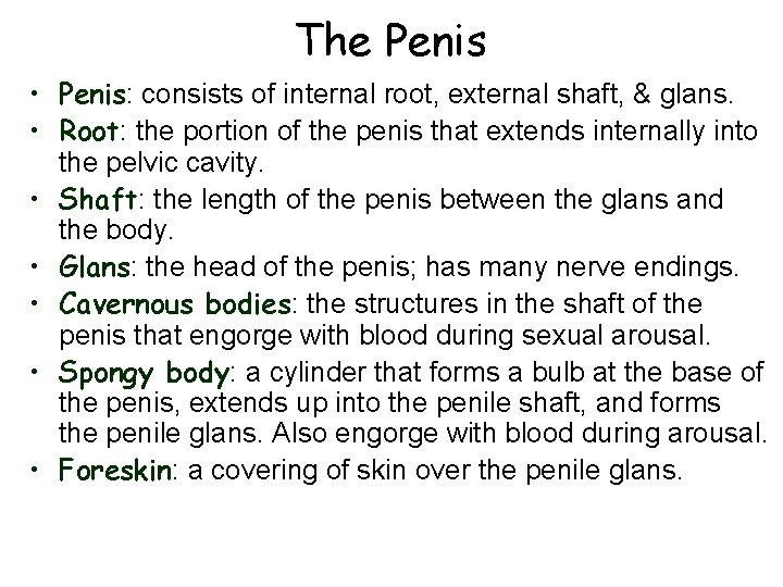 The Penis • Penis: consists of internal root, external shaft, & glans. • Root: