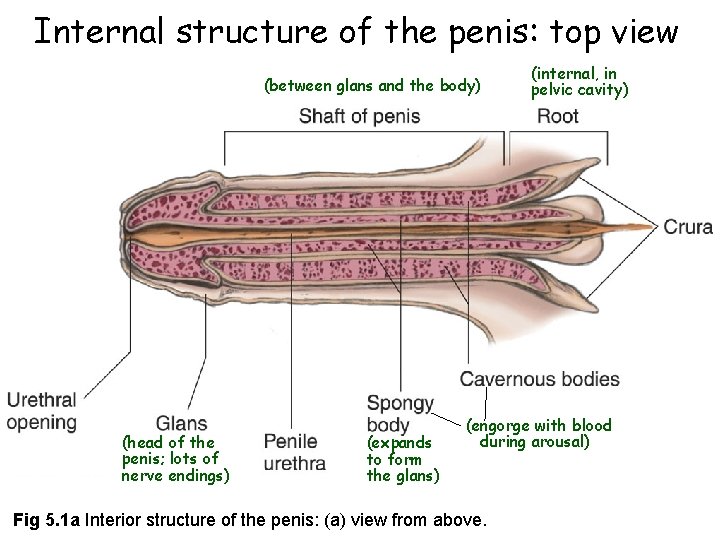 Internal structure of the penis: top view (between glans and the body) (internal, in