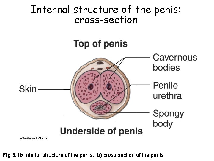 Internal structure of the penis: cross-section Fig 5. 1 b Interior structure of the