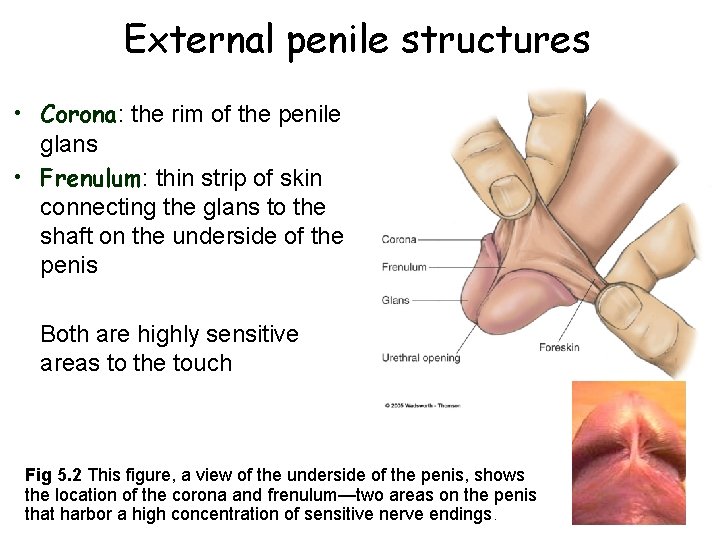 External penile structures • Corona: the rim of the penile glans • Frenulum: thin