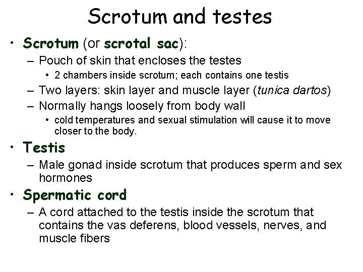 Scrotum and testes • Scrotum (or scrotal sac): – Pouch of skin that encloses