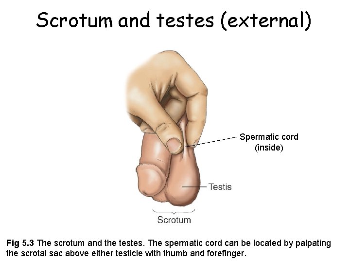 Scrotum and testes (external) Spermatic cord (inside) Fig 5. 3 The scrotum and the