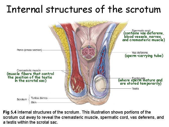 Internal structures of the scrotum (contains vas deferens, blood vessels, nerves, and cremasteric muscle)