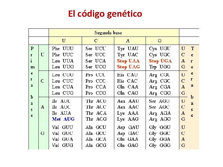 El código genético 