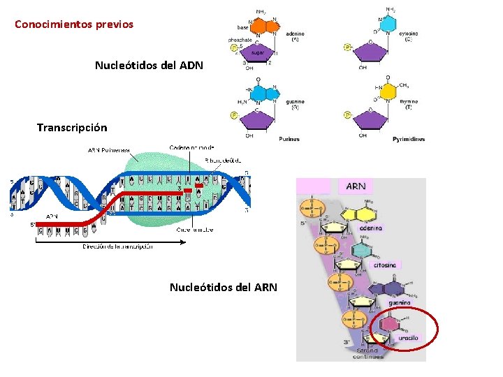Conocimientos previos Nucleótidos del ADN Transcripción Nucleótidos del ARN 