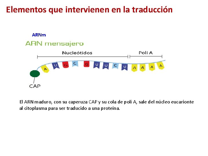 Elementos que intervienen en la traducción ARNm El ARN maduro, con su caperuza CAP