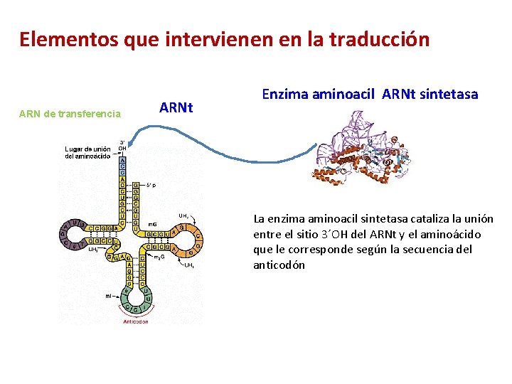 Elementos que intervienen en la traducción ARN de transferencia ARNt Enzima aminoacil ARNt sintetasa