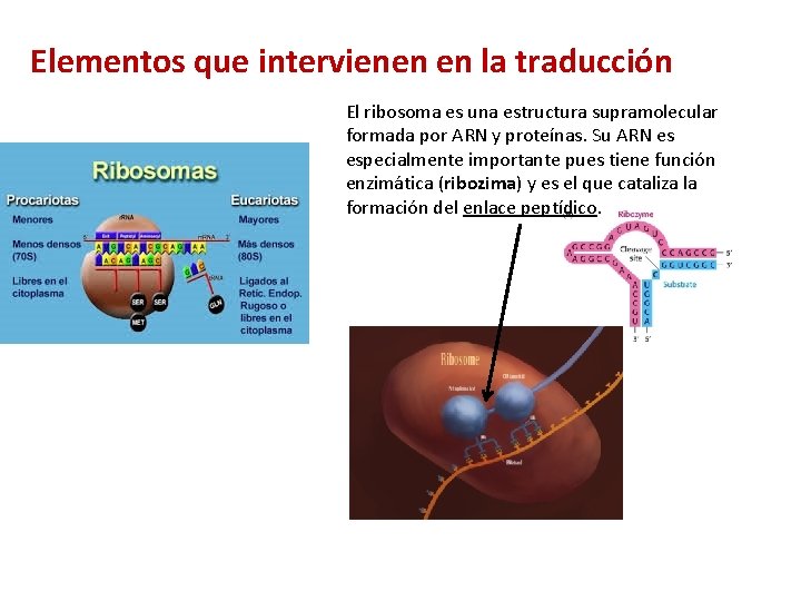 Elementos que intervienen en la traducción El ribosoma es una estructura supramolecular formada por