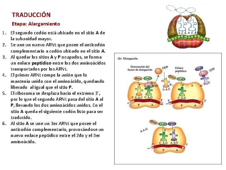 TRADUCCIÓN Etapa: Alargamiento 1. El segundo codón está ubicado en el sitio A de