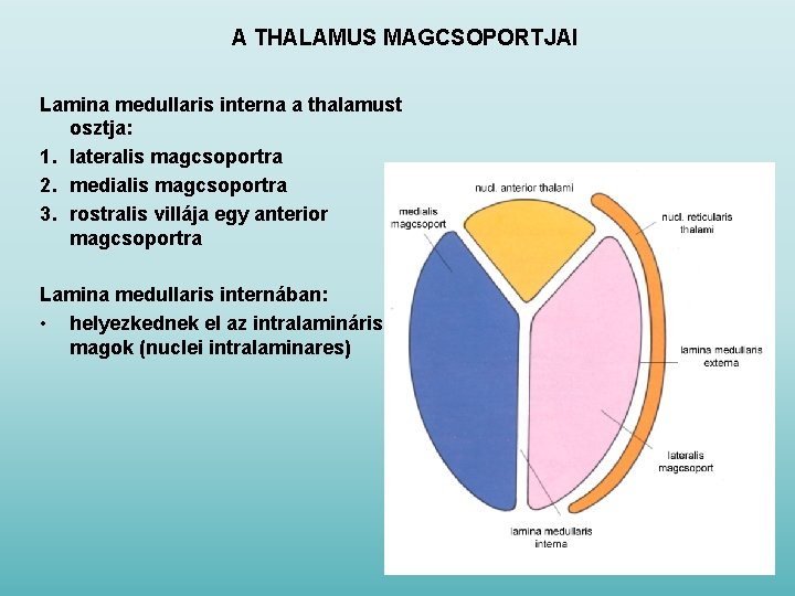 A THALAMUS MAGCSOPORTJAI Lamina medullaris interna a thalamust osztja: 1. lateralis magcsoportra 2. medialis
