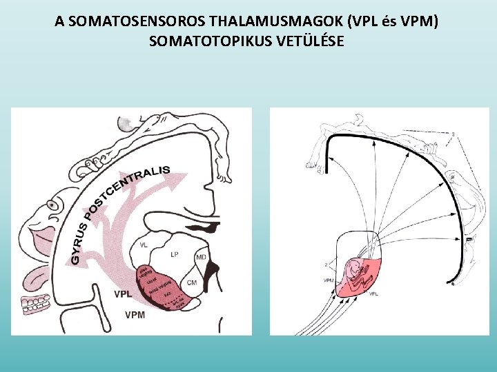 A SOMATOSENSOROS THALAMUSMAGOK (VPL és VPM) SOMATOTOPIKUS VETÜLÉSE 