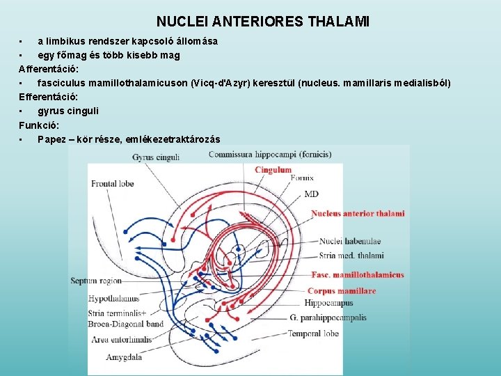 NUCLEI ANTERIORES THALAMI • a limbikus rendszer kapcsoló állomása • egy főmag és több