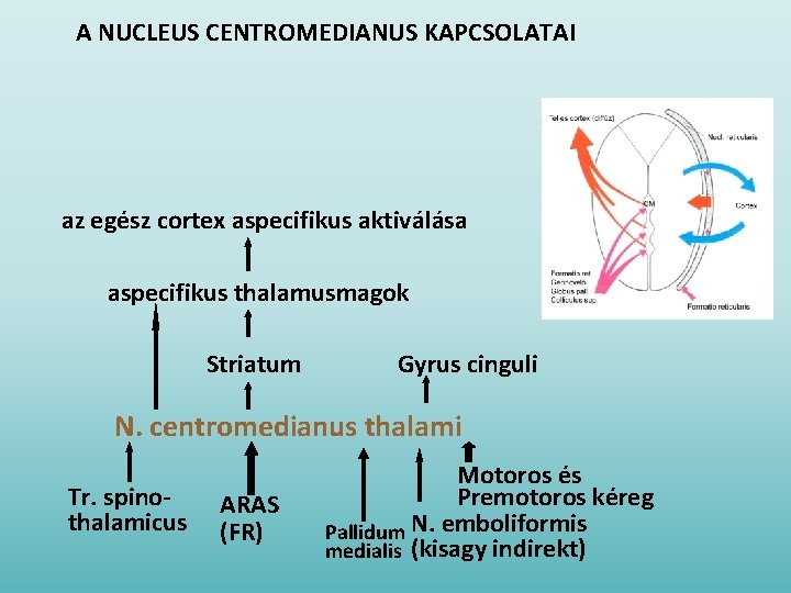A NUCLEUS CENTROMEDIANUS KAPCSOLATAI az egész cortex aspecifikus aktiválása aspecifikus thalamusmagok Striatum Gyrus cinguli