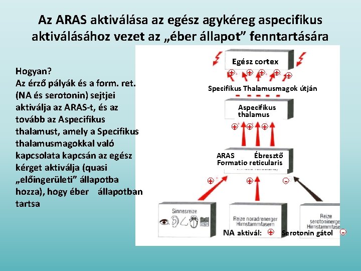 Az ARAS aktiválása az egész agykéreg aspecifikus aktiválásához vezet az „éber állapot” fenntartására Hogyan?