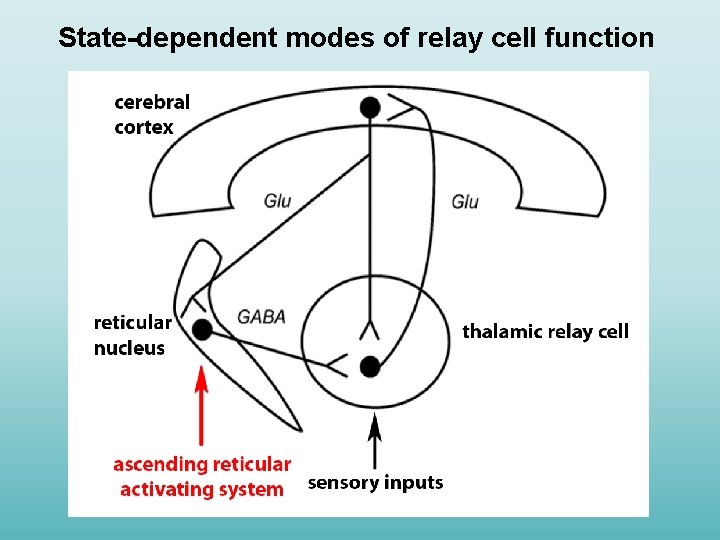 State-dependent modes of relay cell function 