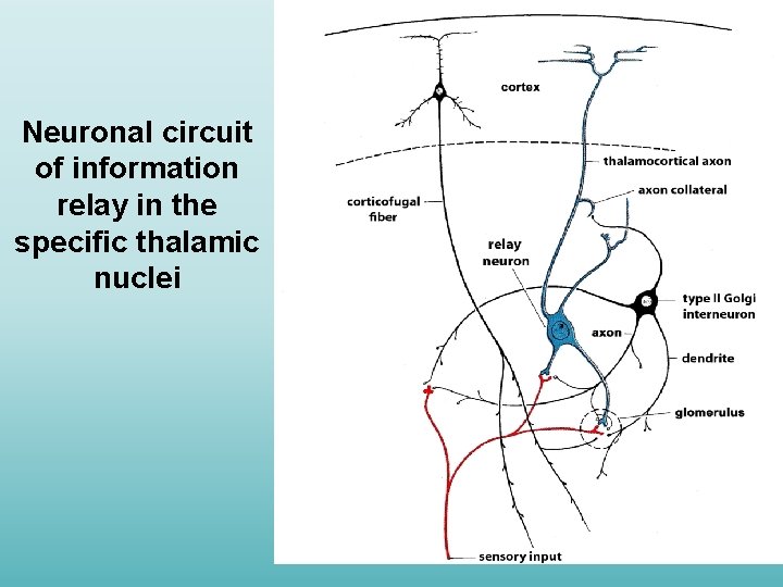Neuronal circuit of information relay in the specific thalamic nuclei 