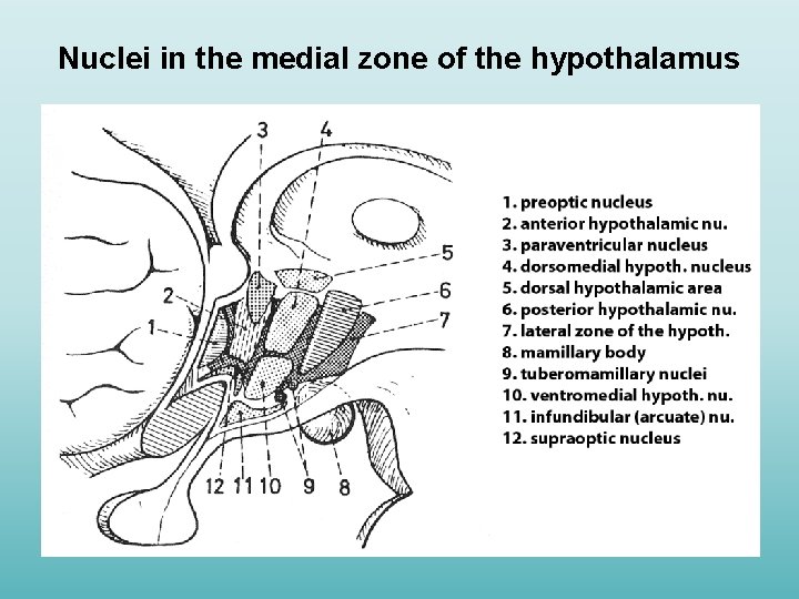 Nuclei in the medial zone of the hypothalamus 