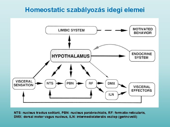 Homeostatic szabályozás idegi elemei NTS: nucleus tractus solitarii, PBN: nucleus parabrachialis, RF: formatio reticularis,