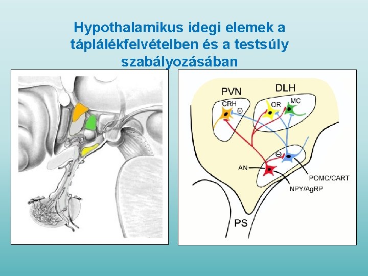 Hypothalamikus idegi elemek a táplálékfelvételben és a testsúly szabályozásában 