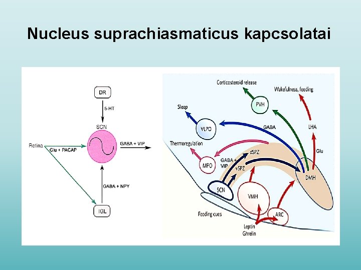 Nucleus suprachiasmaticus kapcsolatai 