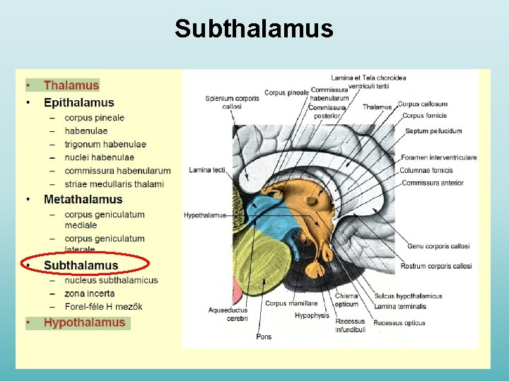 Subthalamus 