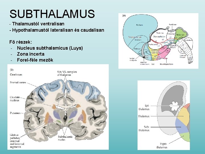 SUBTHALAMUS - Thalamustól ventralisan - Hypothalamustól lateralisan és caudalisan Fő részek: - Nucleus subthalamicus