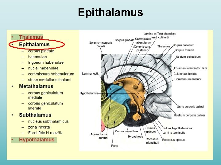 Epithalamus 