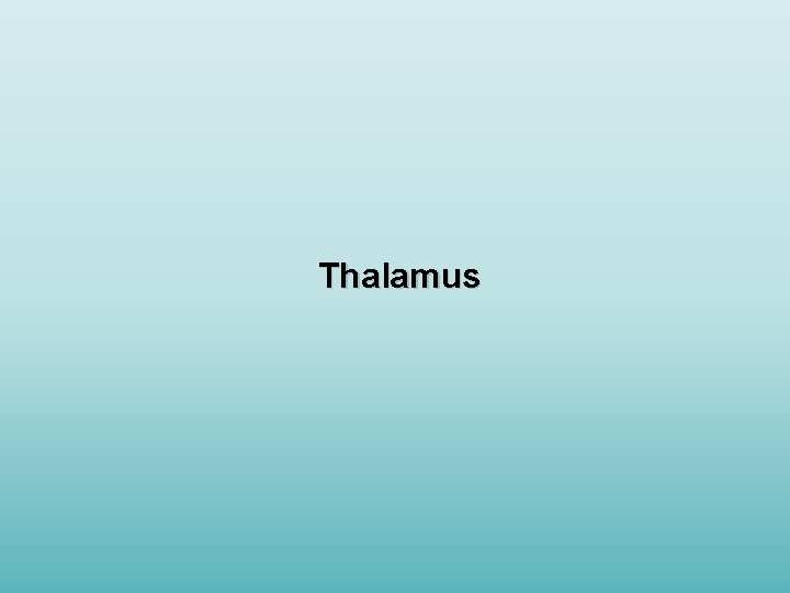 Thalamus 