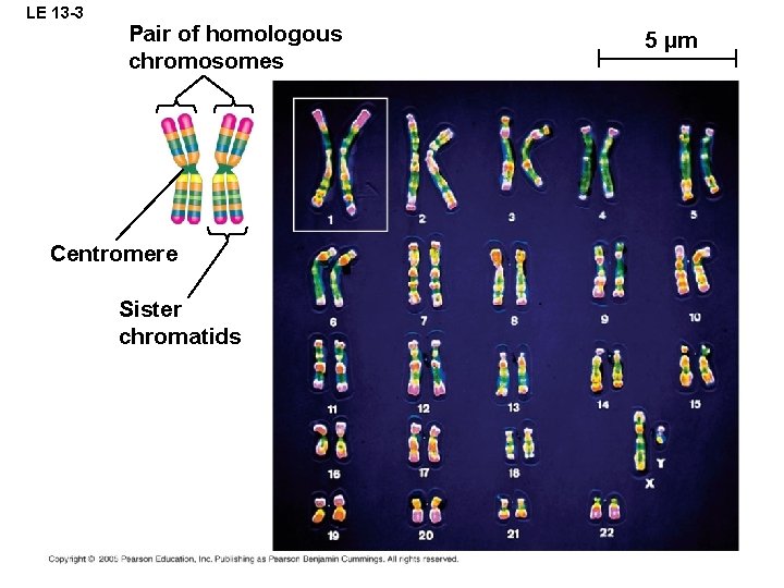 LE 13 -3 Pair of homologous chromosomes Centromere Sister chromatids 5 µm 