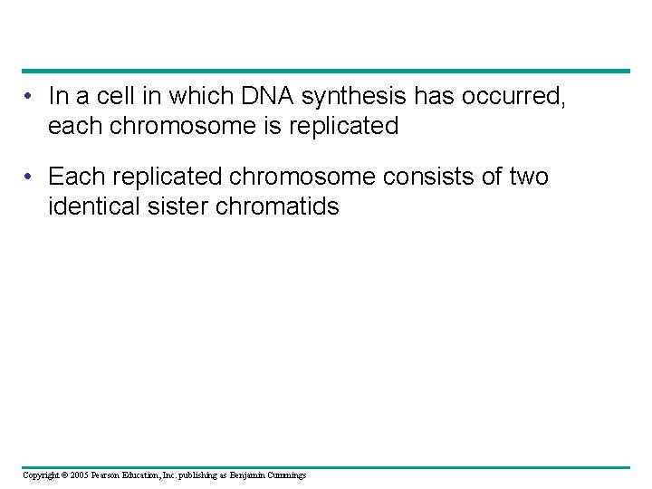  • In a cell in which DNA synthesis has occurred, each chromosome is