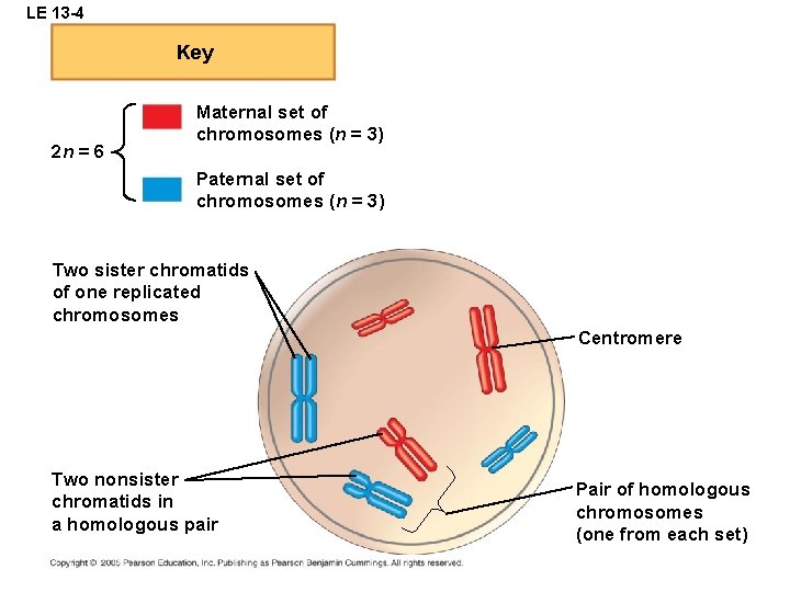 LE 13 -4 Key 2 n = 6 Maternal set of chromosomes (n =