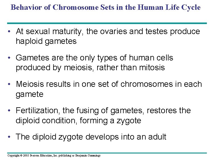 Behavior of Chromosome Sets in the Human Life Cycle • At sexual maturity, the