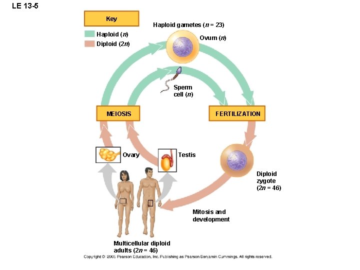 LE 13 -5 Key Haploid gametes (n = 23) Haploid (n) Ovum (n) Diploid