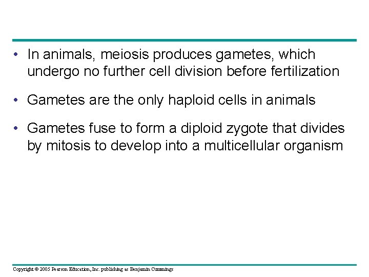  • In animals, meiosis produces gametes, which undergo no further cell division before