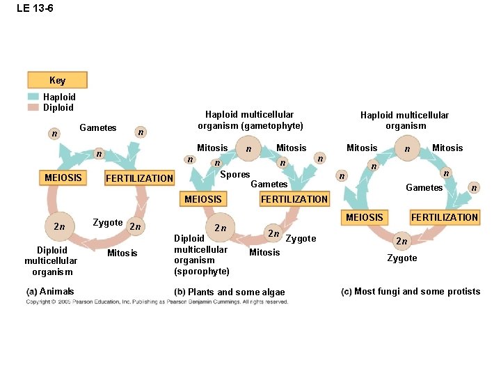 LE 13 -6 Key Haploid Diploid n Gametes n Mitosis n MEIOSIS Haploid multicellular