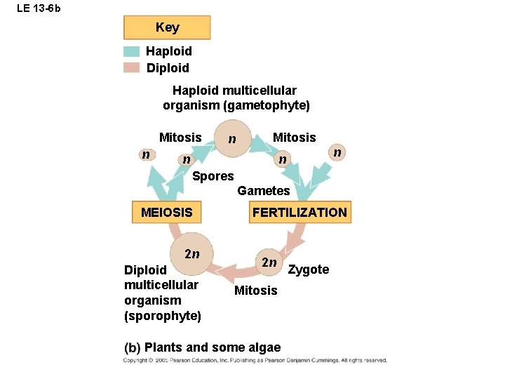 LE 13 -6 b Key Haploid Diploid Haploid multicellular organism (gametophyte) Mitosis n n