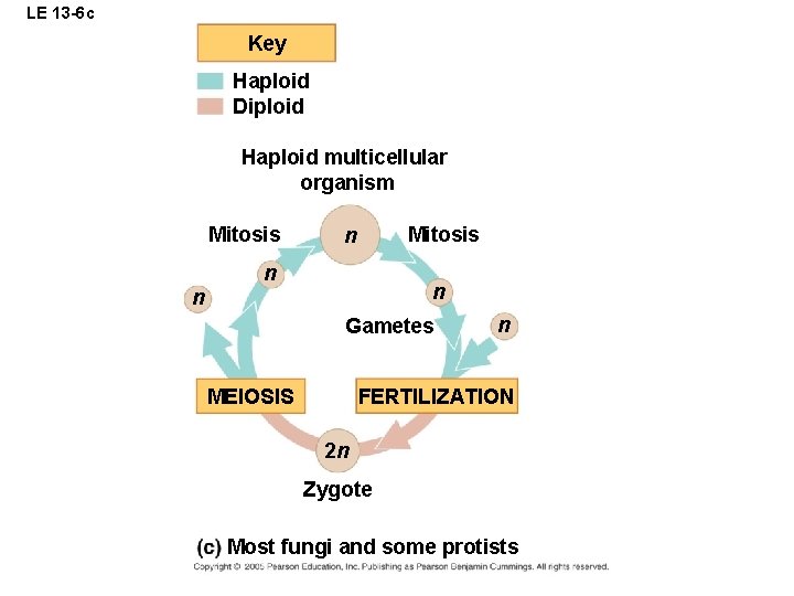 LE 13 -6 c Key Haploid Diploid Haploid multicellular organism Mitosis n n Gametes