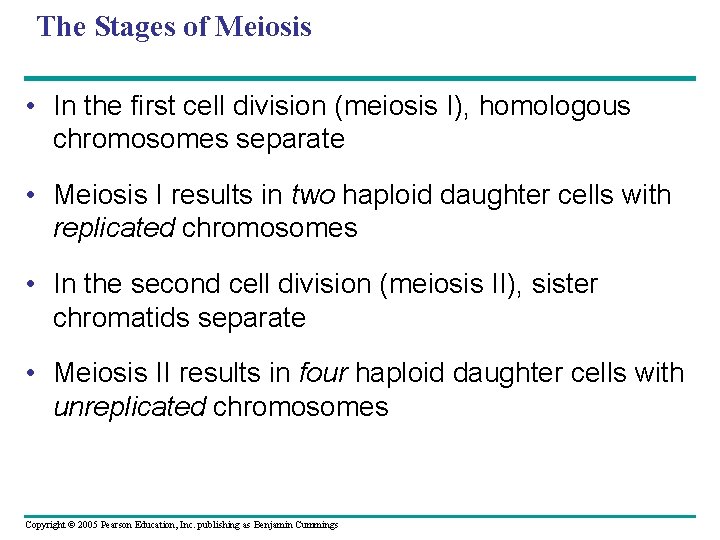 The Stages of Meiosis • In the first cell division (meiosis I), homologous chromosomes