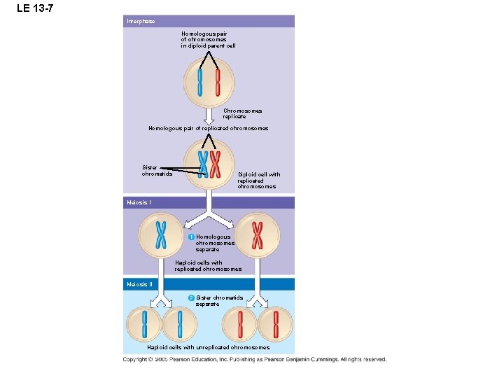 LE 13 -7 Interphase Homologous pair of chromosomes in diploid parent cell Chromosomes replicate