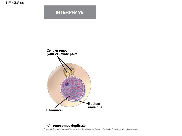 LE 13 -8 aa INTERPHASE MEIOSIS I: Separates homologous chromosomes METAPHASE I Centrosomes (with