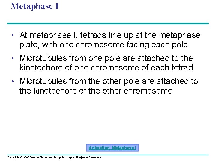 Metaphase I • At metaphase I, tetrads line up at the metaphase plate, with