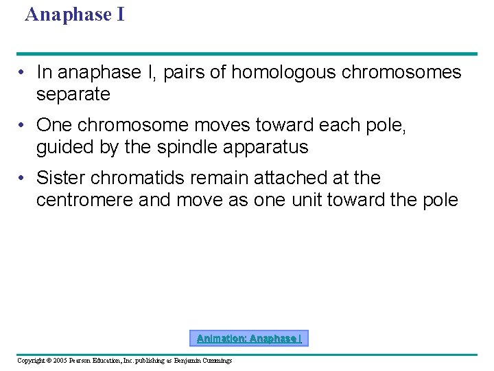 Anaphase I • In anaphase I, pairs of homologous chromosomes separate • One chromosome