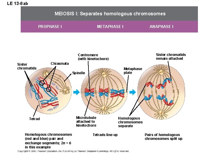 LE 13 -8 ab MEIOSIS I: Separates homologous chromosomes METAPHASE I PROPHASE I ANAPHASE