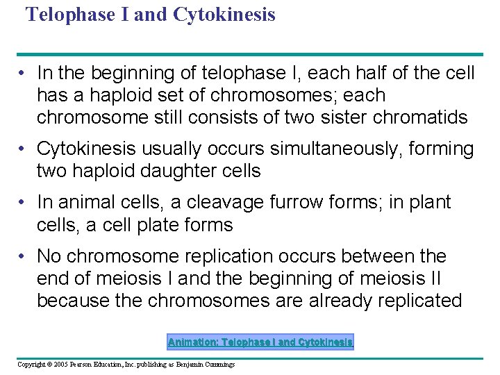 Telophase I and Cytokinesis • In the beginning of telophase I, each half of