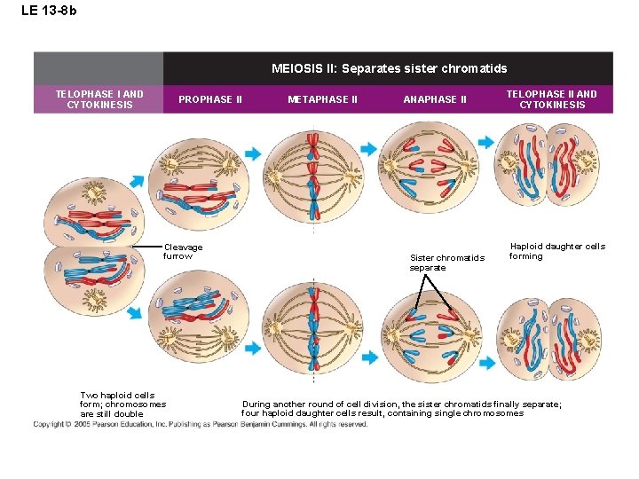 LE 13 -8 b MEIOSIS II: Separates sister chromatids TELOPHASE I AND CYTOKINESIS PROPHASE