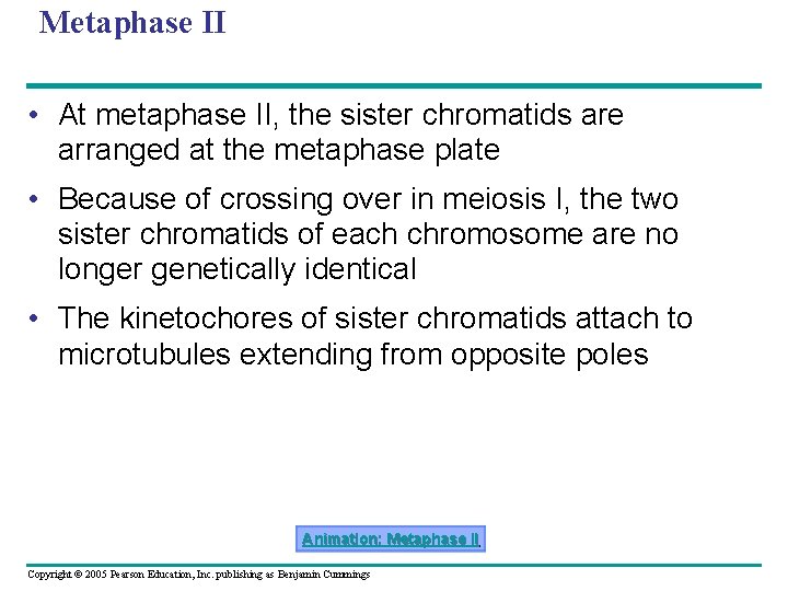 Metaphase II • At metaphase II, the sister chromatids are arranged at the metaphase