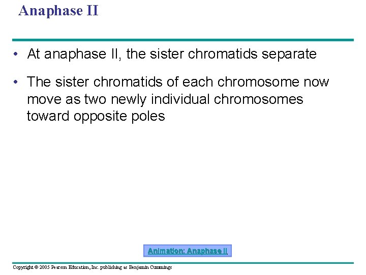 Anaphase II • At anaphase II, the sister chromatids separate • The sister chromatids